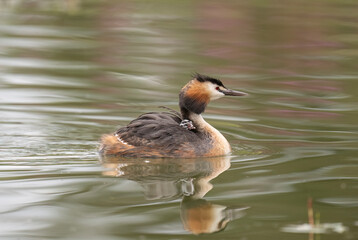 Great crested grebe with a baby on its back in a pond