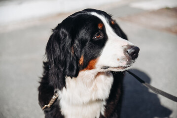 cute large black and white and red Bernese Mountain Dog or Sennenhund in city street, close-up portrait, dogwalking concept