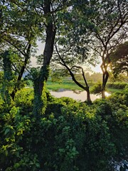Beautiful natural rural landscape surrounded by trees in a peaceful rural setting in sunny day