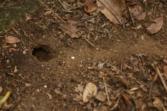 Buraco no solo em &aacute;rea natural, possivelmente entrada de ninho de insetos, com folhas secas e textura da terra em detalhe.