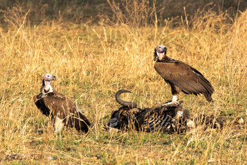 Two Vultures Feasting on a Carcass in Dry Tarangire Grassland