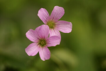 Fototapeta premium Flores rosadas de azedinha (Oxalis sp.) em close-up, com fundo verde desfocado e destaque para a simetria e nervuras das pétalas.