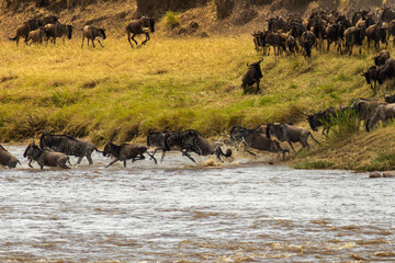 A close-up of a massive herd of wildebeest crossing the Mara River in Serengeti National Park