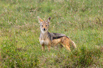 Black-backed Jackal Alert in Tall Green Grass of Lake Nakuru National Park