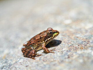 The Perez's frog (Pelophylax perezi), also known as the Iberian waterfrog or Iberian green frog on a rock