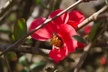 Obraz premium Red flower with yellow stamens from Villa Nougués, Tucumán, Argentina