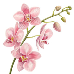 Pink Orchid Branch Illustration, Isolated on Transparent Background, Botanical Art, Floral Design, Orchid, Flower, Illustration