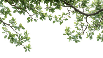 Overhead foliage canopy isolated on transparent background, treetop branches and green leaves overlay