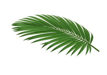 Green palm leaf PNG isolated on transparent background, tropical foliage design element for summer and exotic themes