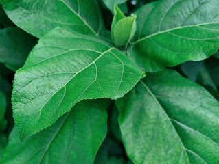 Close-up of green leaves with natural background in daylight