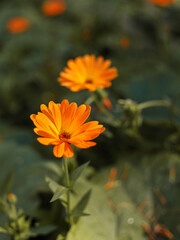 Orange calendula flower blooming in the garden

