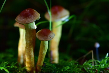 Macro photography of mushroom, fungi in the forest