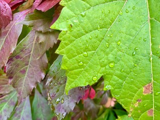 Fall foliage