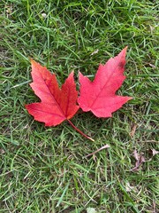 Maple Leaves in autumn