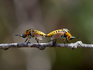 Two flies of genus Toxophora copulating on a plant. Family Bombyliidae (bee flies).
