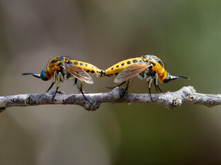 Two flies of genus Toxophora copulating on a plant. Family Bombyliidae (bee flies).