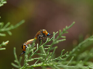 Two flies of genus Toxophora copulating on a plant. Family Bombyliidae (bee flies).