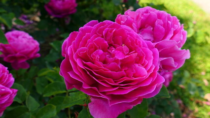 pinke farbige Rosenblüte