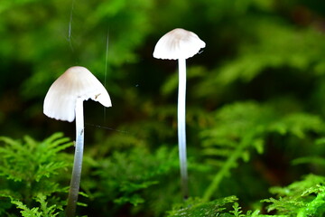 Macro photography of mushroom, fungi in the forest