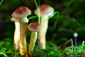 Macro photography of mushroom, fungi in the forest