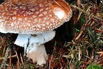 Macro photography of mushroom, fungi in the forest