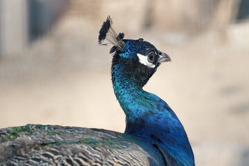 Fototapeta premium Portrait of Indian peafowl. Blue peacock. Pavo cristatus