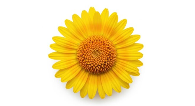 A vibrant yellow daisy flower isolated on white background, showcasing its delicate petals and detailed center