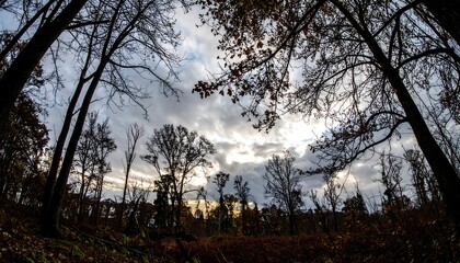 Autumnal forest view with a cloudy sky seen from a low angle on a trail