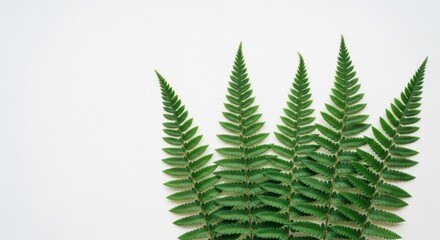 Green fern fronds arranged like a crown, isolated on white background