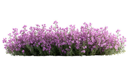 Purple Flowers Bush Isolated on Transparent Background for Spring and Garden Designs