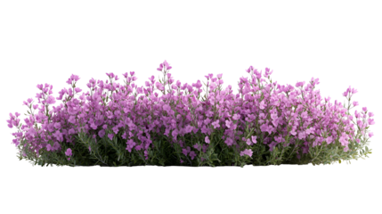 Purple Flowers Bush Isolated on Transparent Background for Spring and Garden Designs