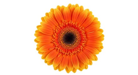 Orange gerbera daisy flower isolated on white background