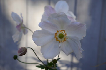 autumn flower in bloom. anemone flower with pure white petals. 