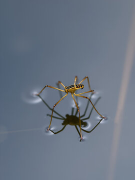 Water striders ,having ability to walk on water, making them pleuston (surface-living) animals. They are anatomically built to transfer their weight to be able to run on top of the water's surface.