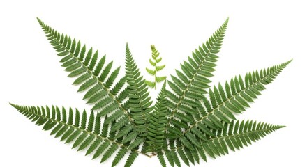 Green fern frond isolated on white background