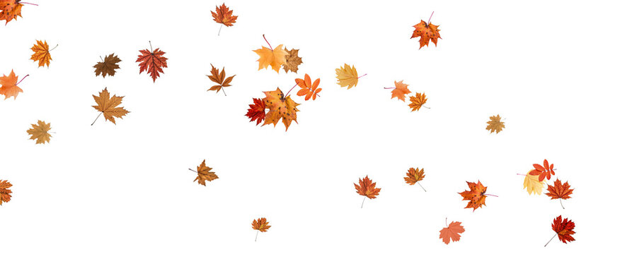 Autumn falling leaves on transparent background, vector, png. Wave of falling leaves in the wind, leaf fall. Rowan berries, acorns, yellow leaves of oak, maple, birch, rowan. - Powered by Adobe