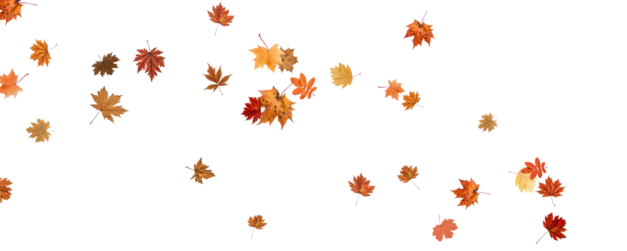 Autumn falling leaves on transparent background, vector, png. Wave of falling leaves in the wind, leaf fall. Rowan berries, acorns, yellow leaves of oak, maple, birch, rowan.