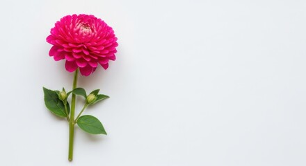 A vibrant pink dahlia flower isolated on a clean white background