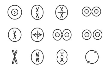 Icon cells plate vector telophase phases prophase division icons meiosis cell anaphase