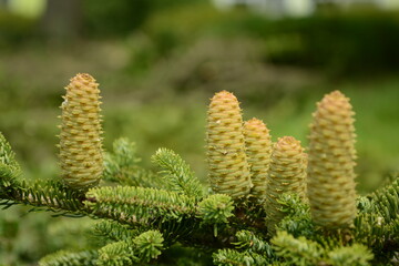 Abies firma, the Japanese fir, is a tall evergreen conifer native to Japan with radiating linear needles, white stomatal lines, and 10–12 cm conical cones. Photographed in Korea.