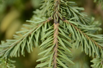 Abies firma, the Japanese fir, is a tall evergreen conifer native to Japan with radiating linear needles, white stomatal lines, and 10–12 cm conical cones. Photographed in Korea.