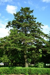 Fototapeta premium Abies firma, the Japanese fir, is a tall evergreen conifer native to Japan with radiating linear needles, white stomatal lines, and 10–12 cm conical cones. Photographed in Korea.