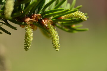 Abies firma, male flowers of Japanese fir tree producing yellow pollen clusters in spring