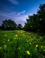 Firefly spectacle in a tranquil, grassy field under a twilight sky