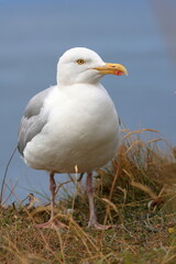 Obraz premium herring gull
