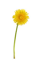 Single yellow dandelion flower isolated on white or transparent background