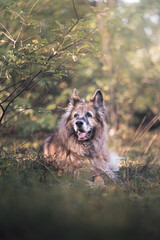 Stary owczarek niemiecki odpoczywający w lesie