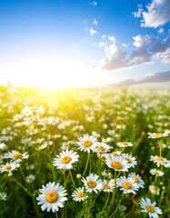 Sunny meadow of daisies