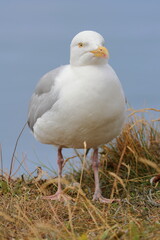 herring gull