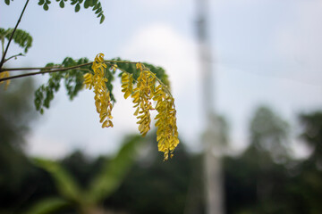 Closeup of yellow moringa flowers hanging from a branch
